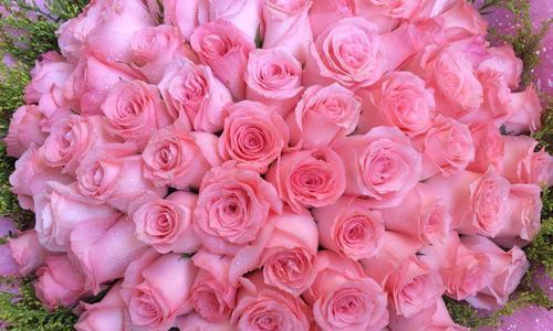 送18支玫瑰花代表什么？18朵玫瑰花的寓意是什么？