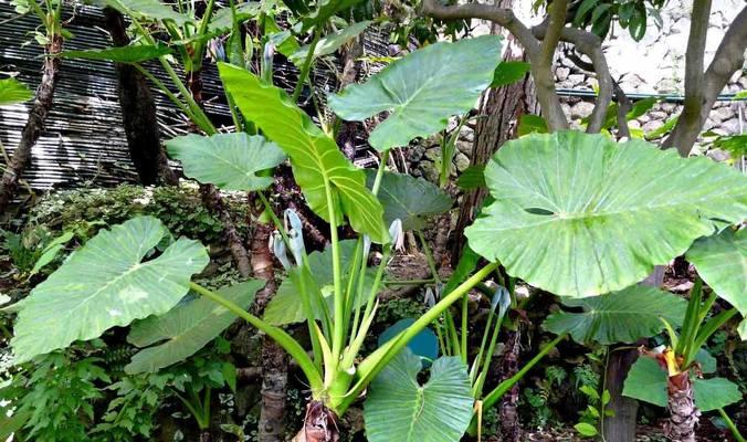 内含植物有哪些？如何分类和识别？