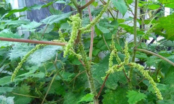 内含植物有哪些？如何分类和识别？