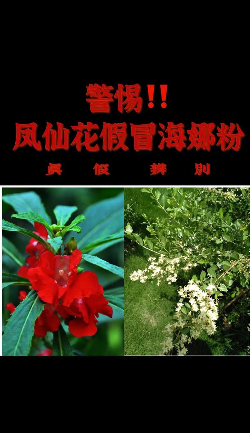 植物养发粉使用时需要添加什么成分？效果如何？