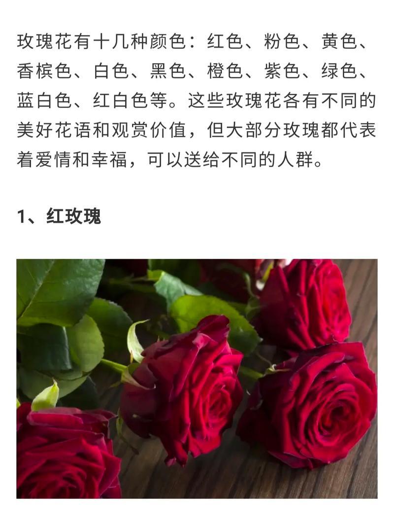 送多少朵玫瑰花代表什么意义？玫瑰花数量的含义是什么？