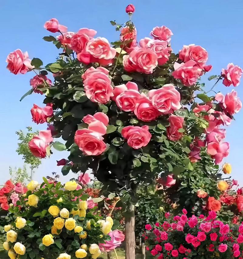 送多少朵玫瑰花代表什么意义？玫瑰花数量的含义是什么？
