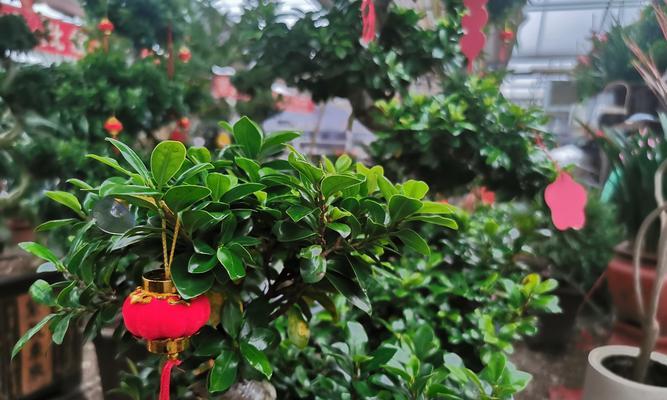 花卉市场旺季有哪些促销活动？何时购买最划算？
