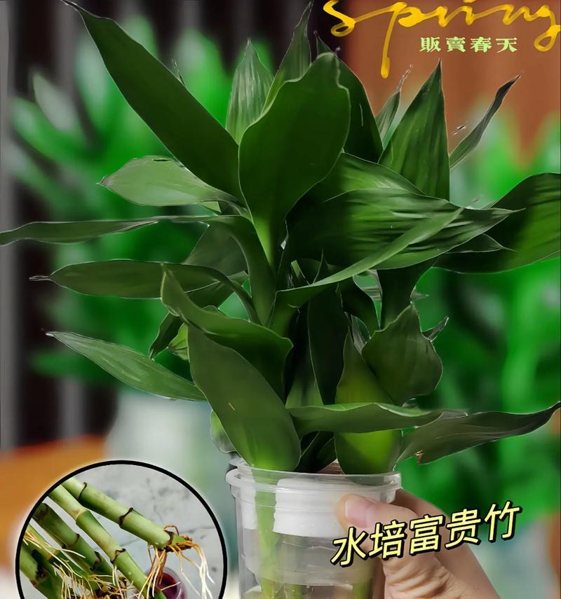 植物水培过程中如何保温？有哪些有效的保温方法？
