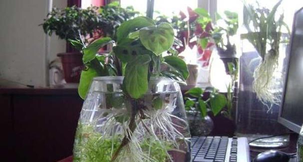 植物水培过程中如何保温？有哪些有效的保温方法？