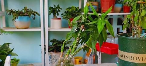 植物水培过程中如何保温？有哪些有效的保温方法？
