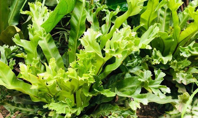 恐龙橡胶植物有哪些？它们的养护要点是什么？