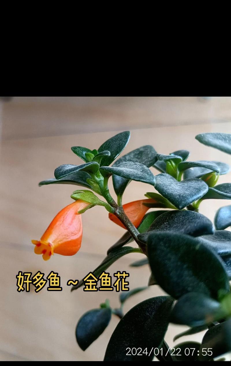 能在黑龙江种的花卉有什么？哪些花卉适合寒冷地区？