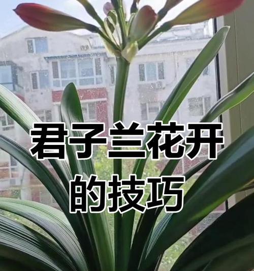 换盆后的花卉哪些适合晒太阳？晒太阳对花卉有什么好处？