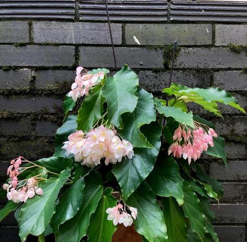 换盆后的花卉哪些适合晒太阳？晒太阳对花卉有什么好处？