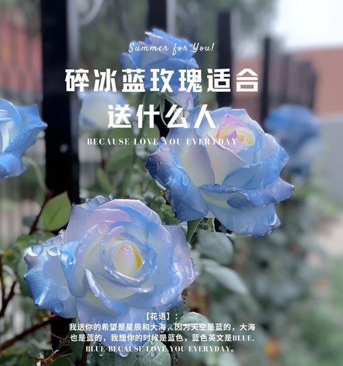 送玫瑰花的深层含义是什么？