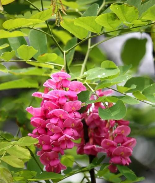 哪种花卉象征财富和命运？如何正确养护这些花卉？