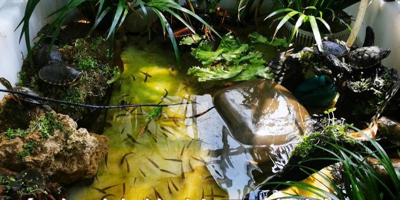 加热龟缸植物怎么养？养护过程中需要注意什么？