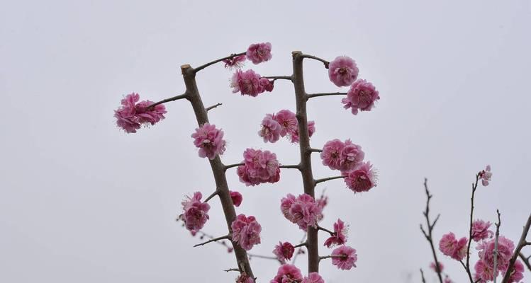 梅是什么植物？有哪些特点和用途？