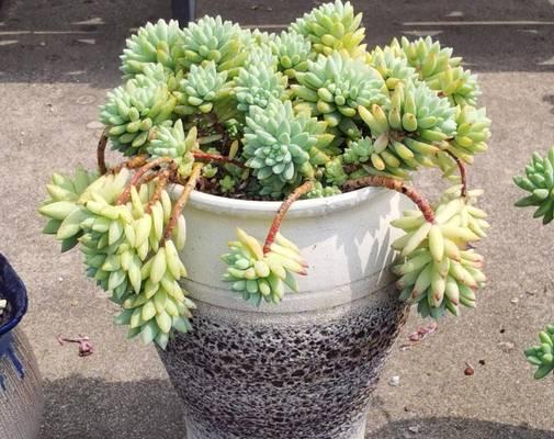 树下林荫植物有哪些名字？如何选择适合遮阴的植物？