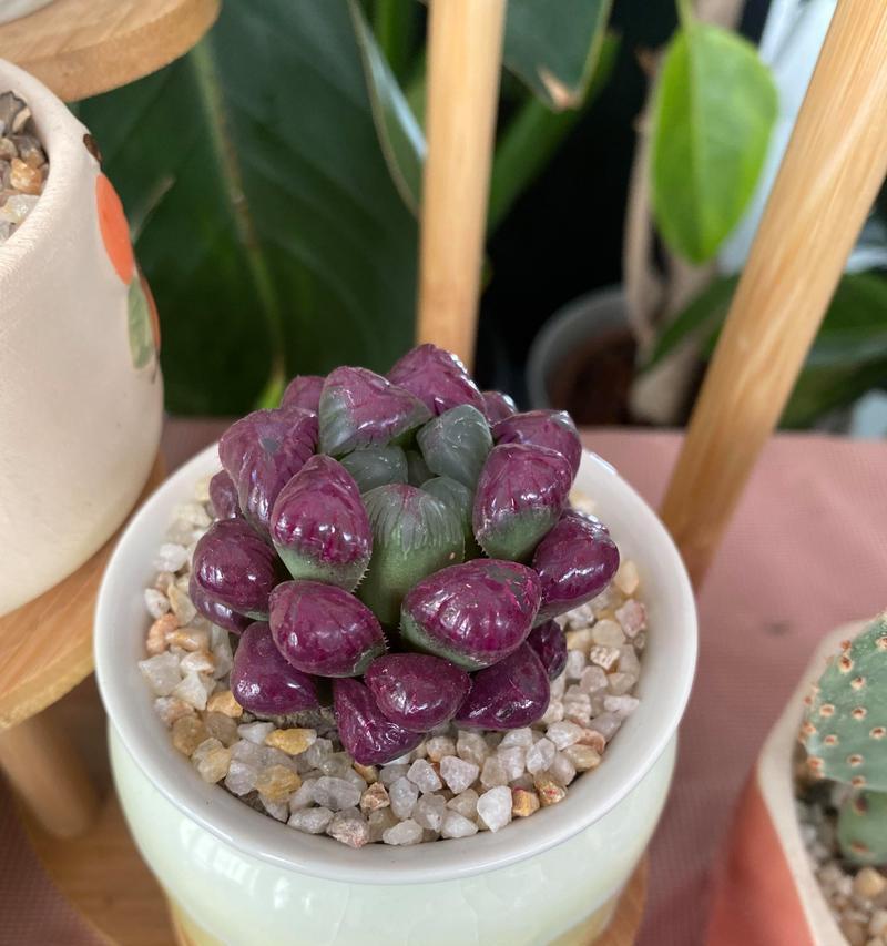 树下林荫植物有哪些名字？如何选择适合遮阴的植物？