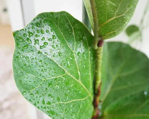 树下林荫植物有哪些名字？如何选择适合遮阴的植物？
