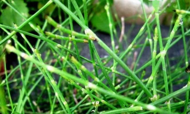 草类保护植物有哪些？它们的保护价值是什么？