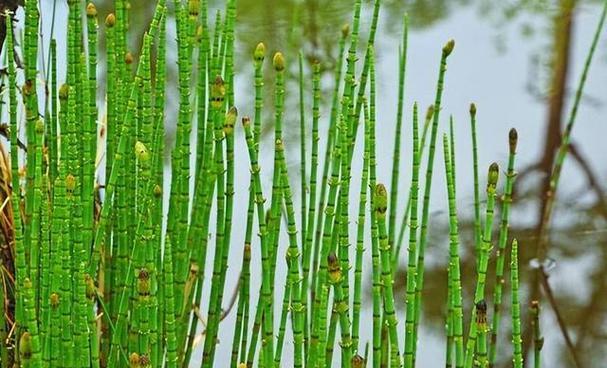 草类保护植物有哪些？它们的保护价值是什么？
