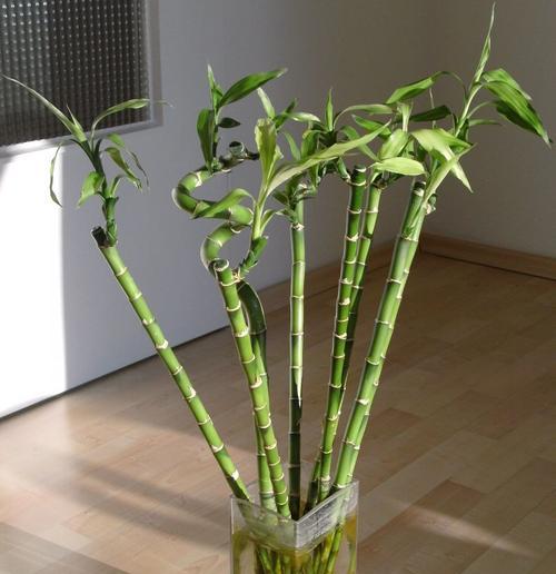 怎么照顾植物画图的朋友？有哪些特别的养护技巧？