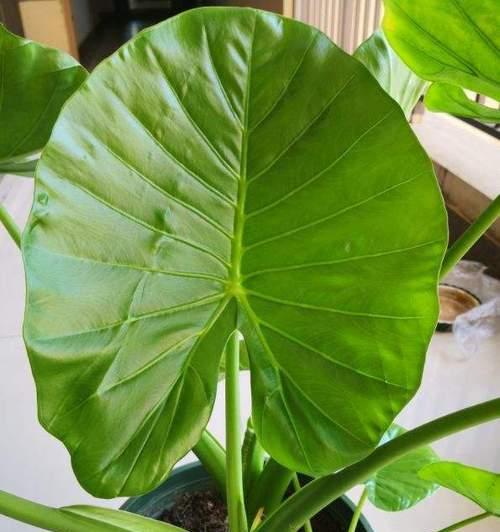 青莲玉竹植物的特点是什么？如何养护？