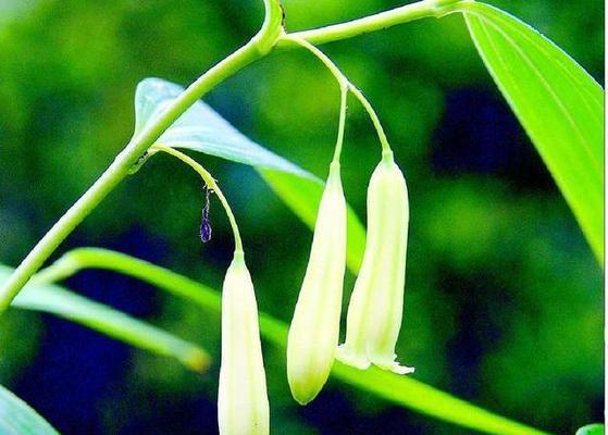青莲玉竹植物的特点是什么？如何养护？