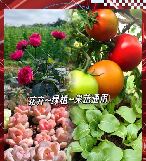 通用花卉土壤分类标准有哪些？如何根据土壤类型选择花卉？