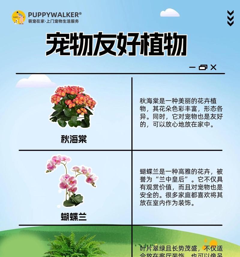 哪些花卉品种价格合适且易于养护？它们的特性如何？