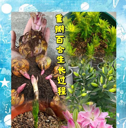 哪些花卉品种价格合适且易于养护？它们的特性如何？