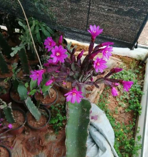 哪些花卉品种价格合适且易于养护？它们的特性如何？