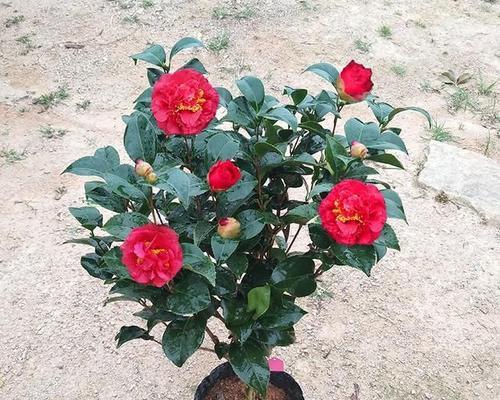 哪些花卉适合在家养且能抗寒抗热?