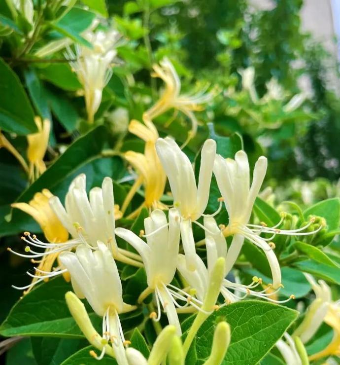 哪些花卉适合在家养且能抗寒抗热？