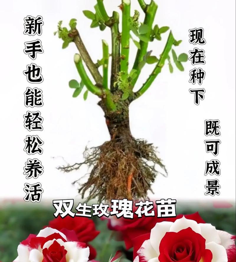 送玫瑰花的含义是什么？