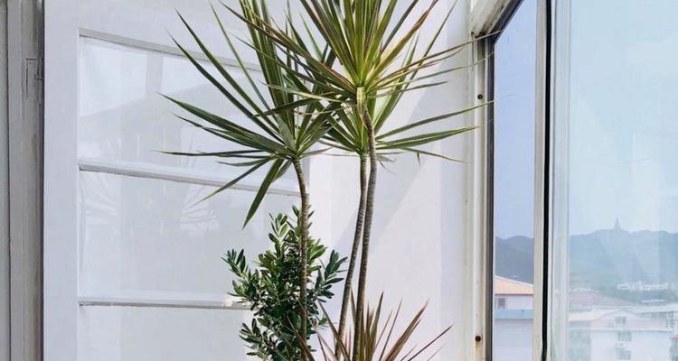孕妇适合养哪些植物？这些植物对孕妇有哪些好处？