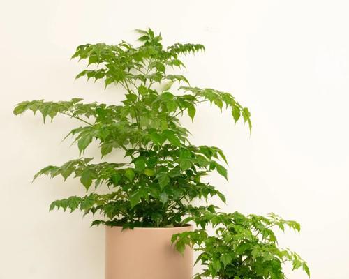 孕妇适合养哪些植物？这些植物对孕妇有哪些好处？
