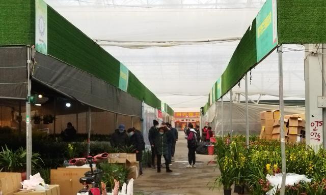 武陟花卉市场有哪些？哪里能找到稀有花卉？