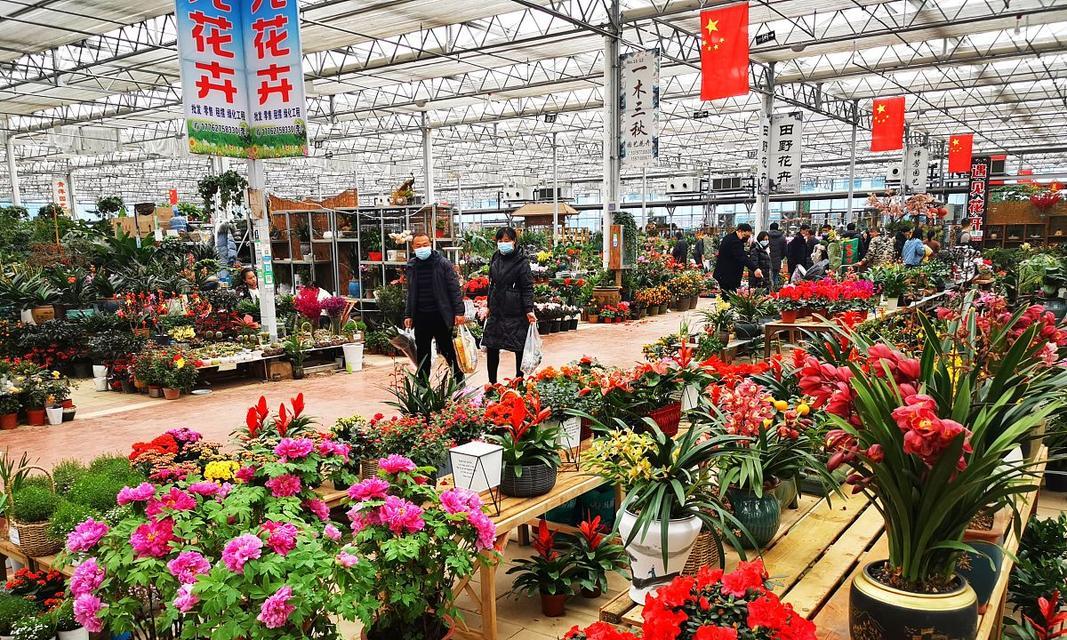 武陟花卉市场有哪些？哪里能找到稀有花卉？
