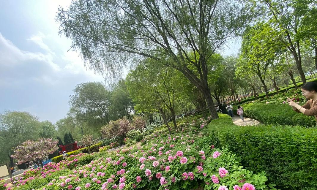 武陟花卉市场有哪些？哪里能找到稀有花卉？
