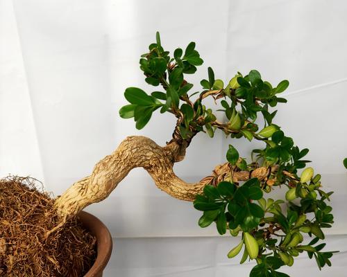 盆栽别致植物的特点是什么？如何挑选适合的盆栽植物？