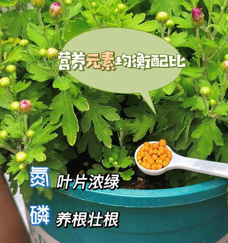 哪些植物喜肥？如何正确施肥促进植物生长？