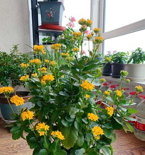 家里适合养哪些花卉植物？