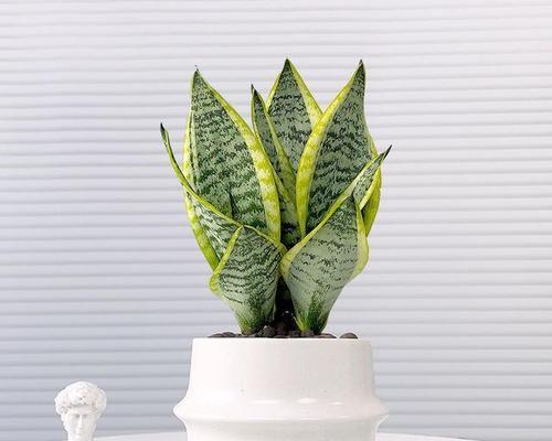 家里适合养哪些花卉植物？