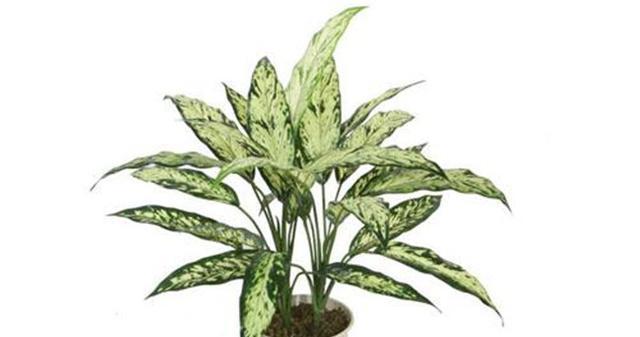 家里适合养哪些花卉植物？