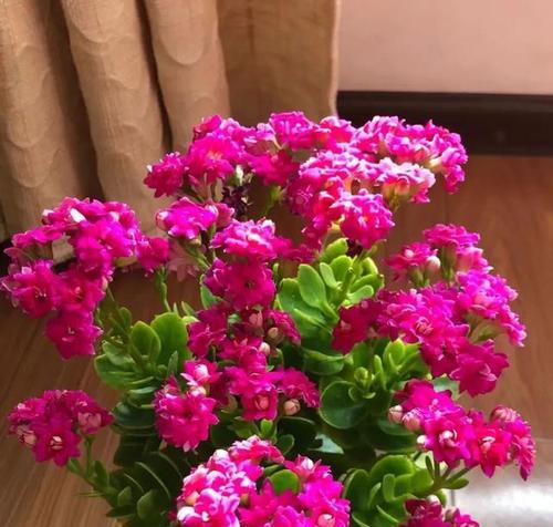 花卉缺肥时会有什么表现？缺肥的花卉如何补救？