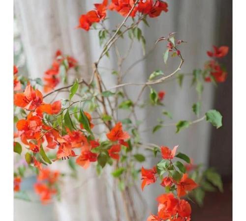 花卉缺肥时会有什么表现？缺肥的花卉如何补救？