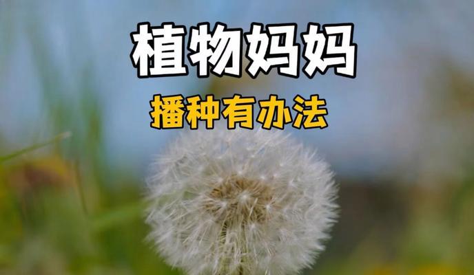 植物妈妈的办法有哪些？这些繁殖方法的优缺点是什么？