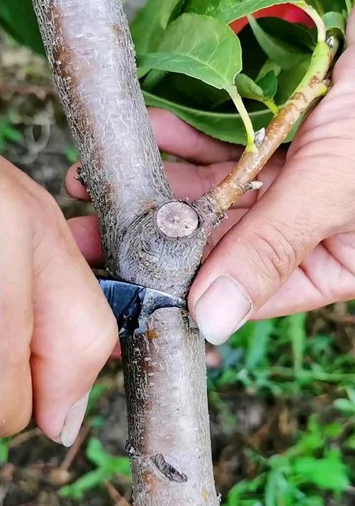 一树三品桃树怎么嫁接？桃树嫁接的方法和步骤是什么？