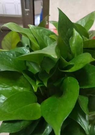 种什么植物可以驱蟑螂？有哪些天然植物具有驱虫效果？