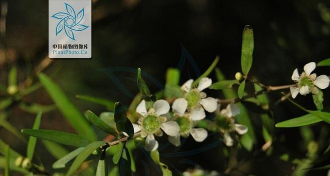 春季哪些植物会脱皮？脱皮现象的原因和处理方法是什么？