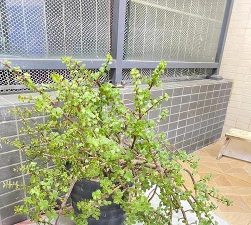 枝繁叶茂花卉苗木有哪些？如何选择适合的品种？